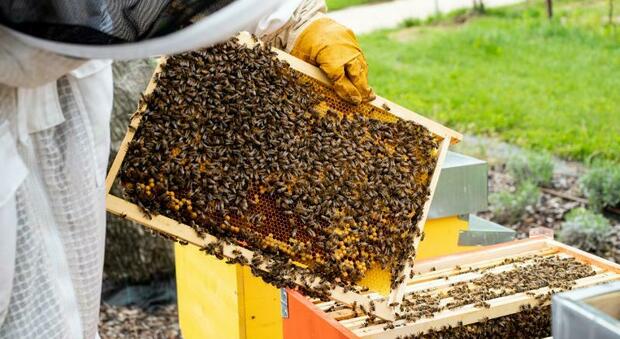 Il clima "pazzo" costringe alla fame 50 miliardi di api: biberon negli alveari per sfamarle
