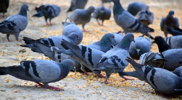 Danni alle case, pillole anticoncezionali ai piccioni: «Ridurli del 70%»