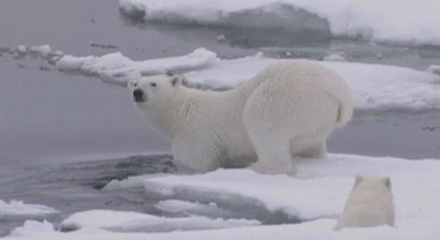 "Polo Nord, scomparirà entro la fine dell'anno": la previsione catastrofica sul riscaldamento