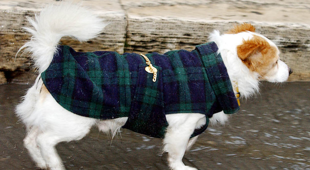 Un freddo cane, cappottini e impermeabili per proteggere Fido dai malanni