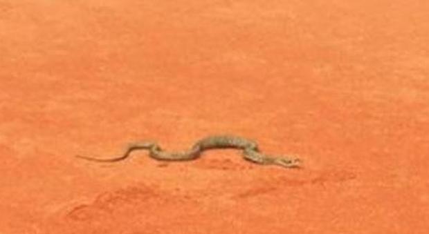 Serpente entra in campo da tennis Le urla del pubblico fermano la sfida