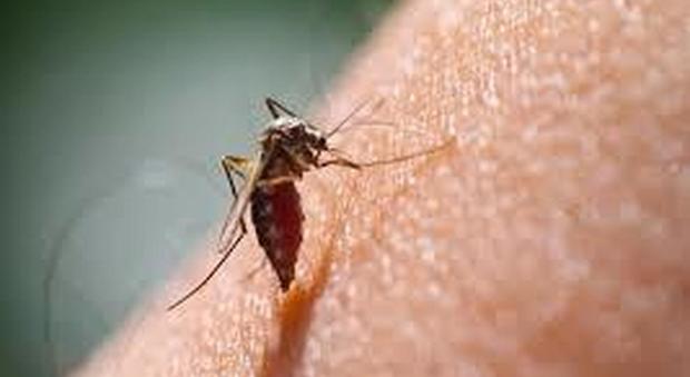 Ecco perché le zanzare pizzicano solo alcune persone: colpa dei batteri