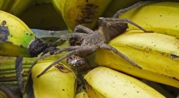 Paura al supermercato, ragno velenoso tra le banane: negozio evacuato