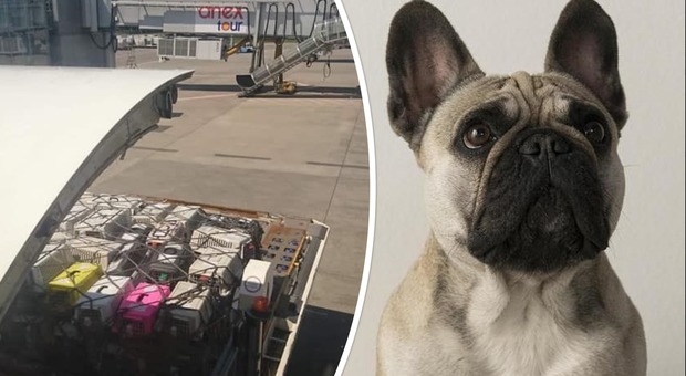 Scoperta choc nella stiva dell'aereo, trovati morti 38 cuccioli: la verità sull'ultimo viaggio verso il Canada e le foto denuncia