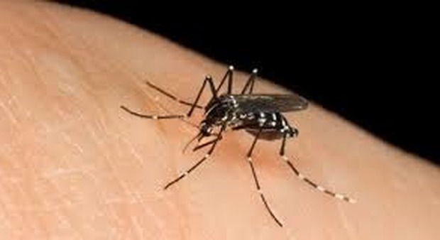 Una zanzara possibile trasmettitore di infezione