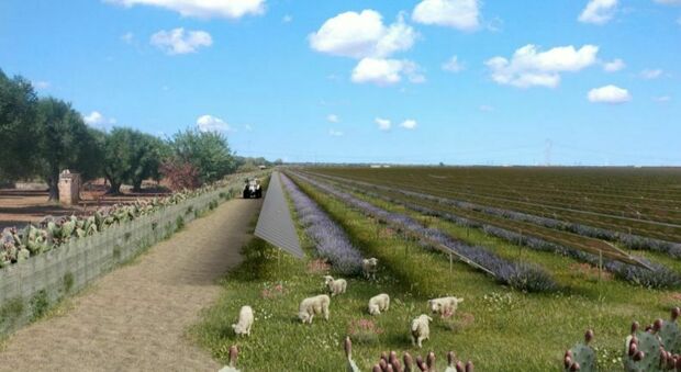 Salento, sì del Tar all'agrivoltaico: "Compatibili pannelli solari e agricoltura". Annullato il diniego della Regione