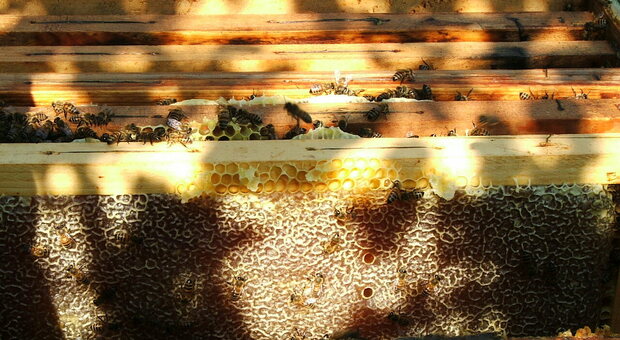Apicoltura, al Mann un case study su un'arnia per produrre miele