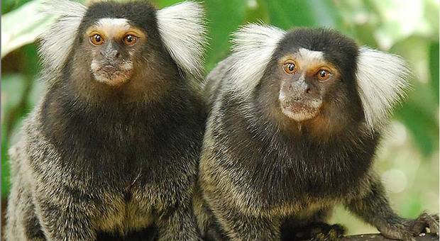 Napoli, allo zoo arrivano scimmie detenute illegalmente da privati: il parco si è arricchito di esemplari provenienti dalla Spagna