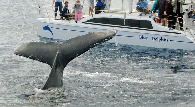 Balene azzurre, dopo secoli di caccia tornano a ripopolare l'Oceano: sono passate da 360 a 2.000