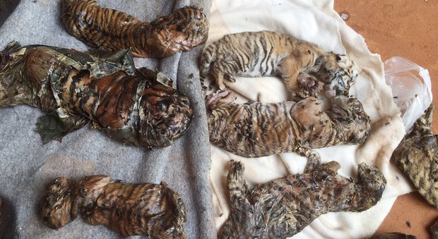 Thailandia, 40 carcasse di cuccioli di tigre nascoste dentro il congelatore di un tempio