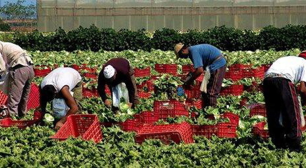 Lavoratori nella raccolta dei pomodori