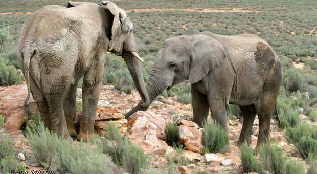 Elefanti africani allo stato selvaggio (immagine di Remo Sabatini)