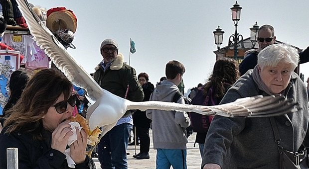 Furto con destrezza a Venezia: il gabbiano ruba il panino alla turista