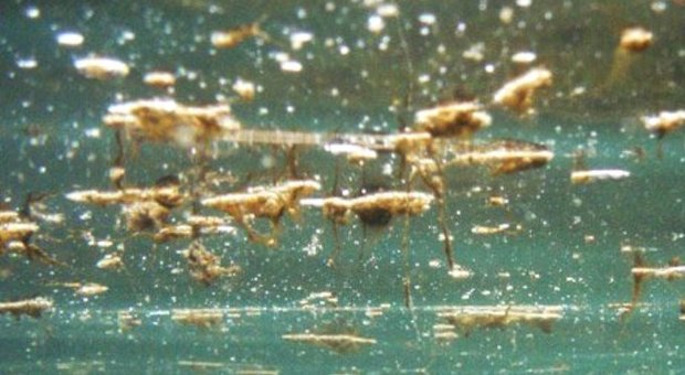 Febbre, prurito e crisi respiratoria effetti dell'alga tossica nel Tirreno