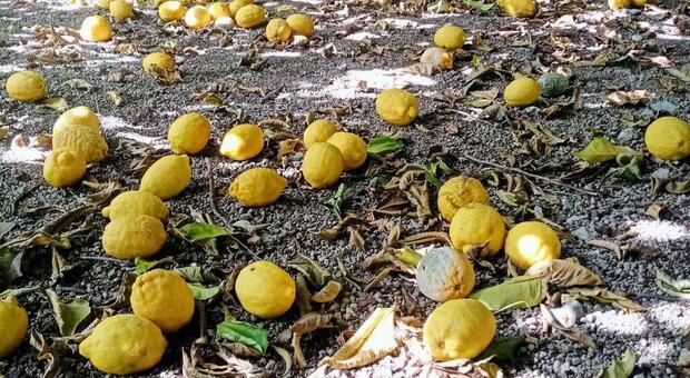 Limoni caduti dagli alberi e non raccolti