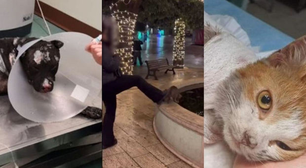 Animali uccisi, dal gatto fatto annegare al pitbull bruciato a Palermo: 4 casi in un mese. Le storie di maltrattamenti