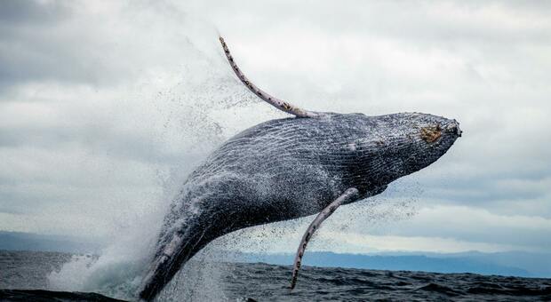 Canto delle balene, dopo decenni di ricerche si è scoperta la loro origine: «In difficoltà per colpa dell'uomo»