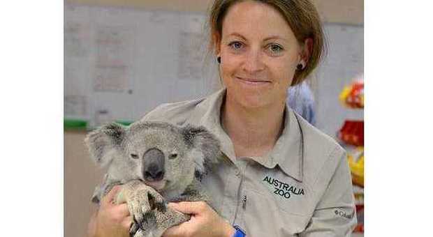 Investito e trascinato per 90 km, il koala resta illeso: "Ha solo un'unghia rotta"