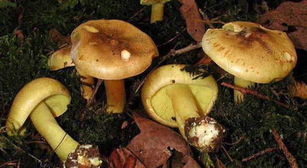 Cantiano, guerra del territorio per i funghi Gomme tagliate ai cercatori "forestieri"