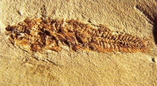 Il Mediterraneo di milioni di anni fa ​"scritto" sulle rocce del San Bartolo