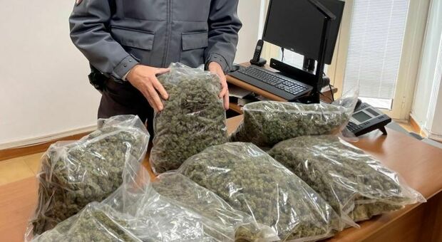 Da due pacchi sospetti vengono fuori 250 chili di marijuana e Kief
