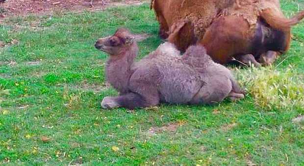 Nasce un altro cammello allo zoo: il nome sarà scelto su Facebook