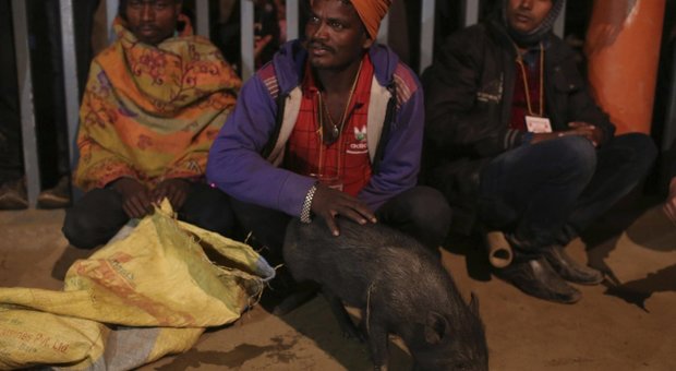 immagine Gadhimai, il festival degli orrori: 200mila animali sacrificati a colpi di machete
