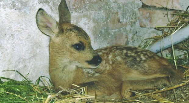 Il Tar ha accolto la richiesta degli animalisti di sospendere la caccia ai cuccioli di cervo