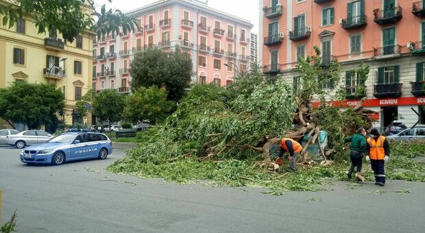 Maltempo, tragedia sfiorata a Napoli: albero si abbatte sull'asfalto a Fuorigrotta