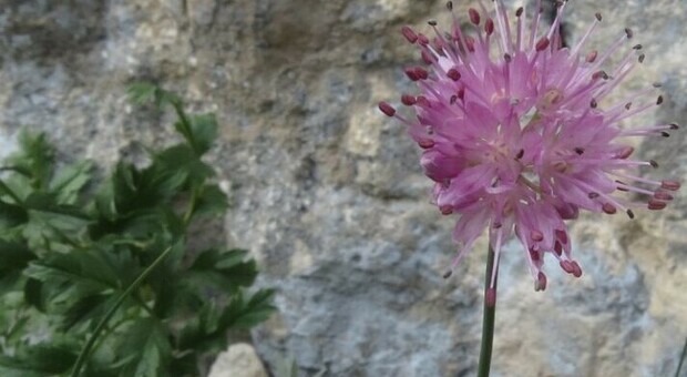 Un fiore unico al mondo nella Riserva dei Monti della Duchessa a Rieti: ecco l'Allium Ducissae. Il profumo? Adatto agli chef