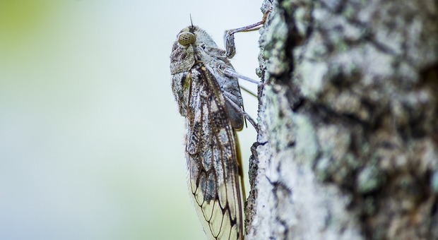 Invasione di cicale negli Usa: migliaia di miliardi di insetti in arrivo ad aprile. È la prima volta in oltre 200 anni