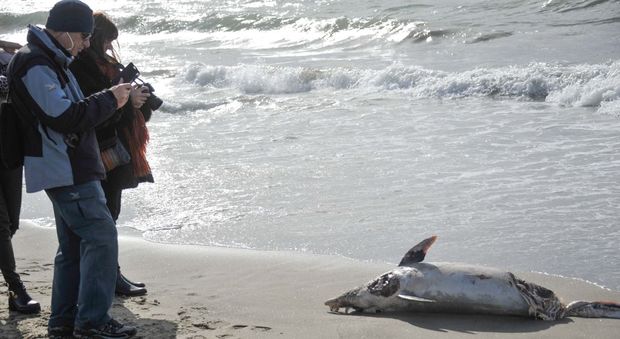 Ostia, carcassa di un delfino trovata sulla spiaggia