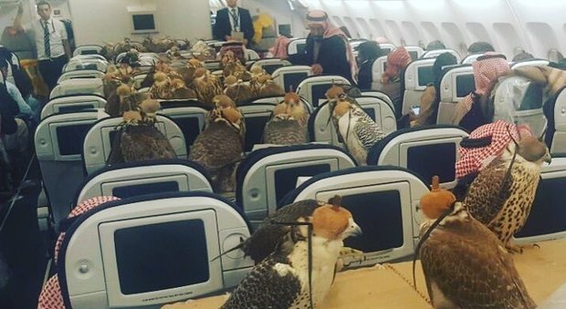 Un intero aereo per i suoi 80 falchi, la follia del principe saudita - Reddit