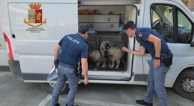 Senigallia, cani trasportati illecitamente dall'est Europa in un furgone: 2 denunce