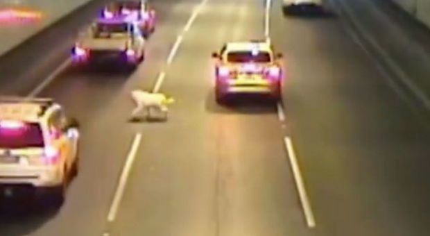 Cane si salva fra le auto che sfrecciano sulla superstrada a Malbourne: era saltato dalla vettura del padrone