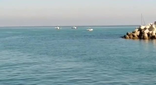 Pesaro, spettacolare danza dei delfini a pochi metri dall'imboccatura del porto