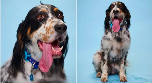 Bisbee, il cane con la lingua più lunga del mondo. Dal rifugio al Guinness World Records
