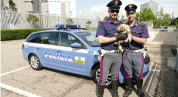 Verona, cagnolina fugge dopo un incidente, ritrovata dopo una settimana in autostrada: aspettava i padroni