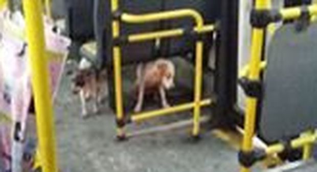 L'autista fa salire i cani a bordo del bus per proteggerli dall'alluvione