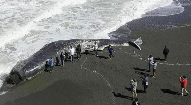 Una balena morta sulla spiaggia in California