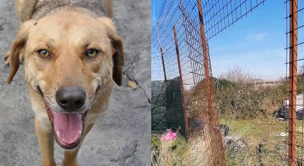 Napoli Est, furto nel rifugio cani: rubata anche una pesante betoniera