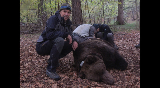 Orso M49, il veterinario Alessandro De Guelmi: «Io, a mezzo metro dall’orso. L’ho catturato, ma l’ho amato»
