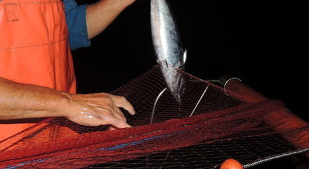 Alici di Menaica, rassicurazioni dal Ministero per i pescatori del Cilento