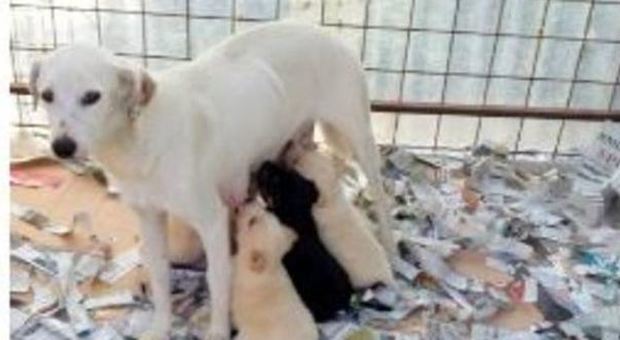 Benevento, cagnolina sopravvive all'alluvione e partorisce: appello per l'adozione dei cuccioli