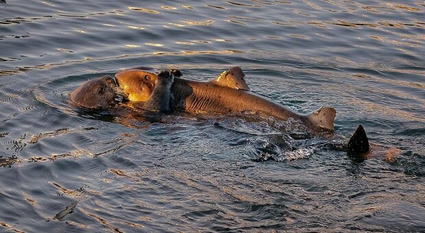 Lontra marina cattura uno squalo con i suoi artigli - FOTO