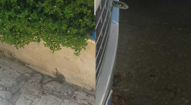 Il biacco trovato in una macchina e un altro rettile nel giardino di un'abitazione a Villa Verde, quartiere Torre Gaia