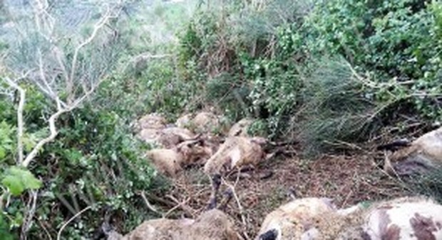 Oltre 60 pecore uccise dai lupi sulle montagne di Auletta