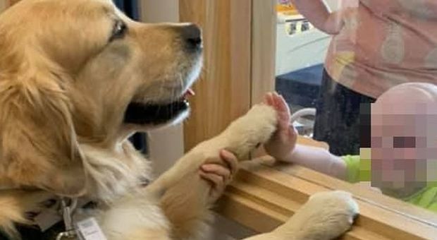 Così i cani insegnano ai bimbi malati che non devono avere paura delle cure