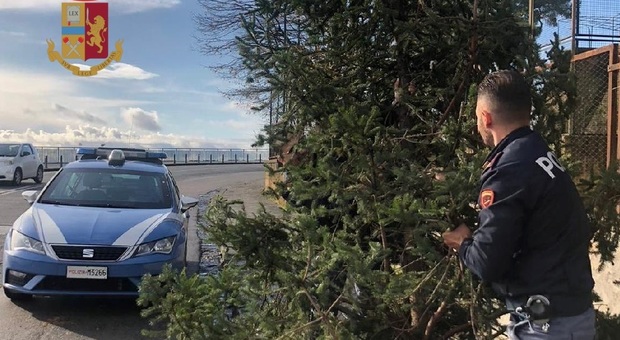 Natale a Napoli, tornano i ladri di alberi: fermati tre ragazzini con un abete rubato a Posillipo