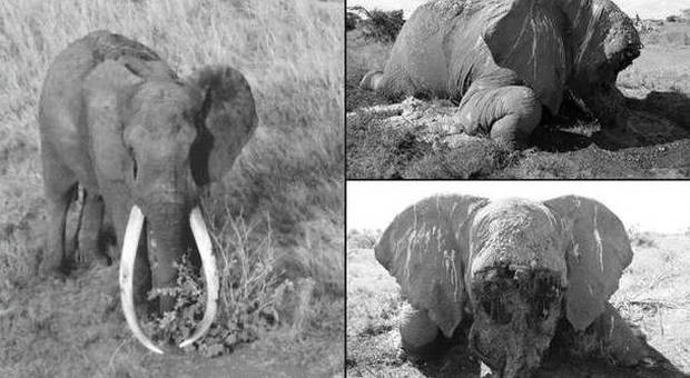 Guerra dell'avorio, i bracconieri uccidono Satao: l'elefante più vecchio dell'Africa